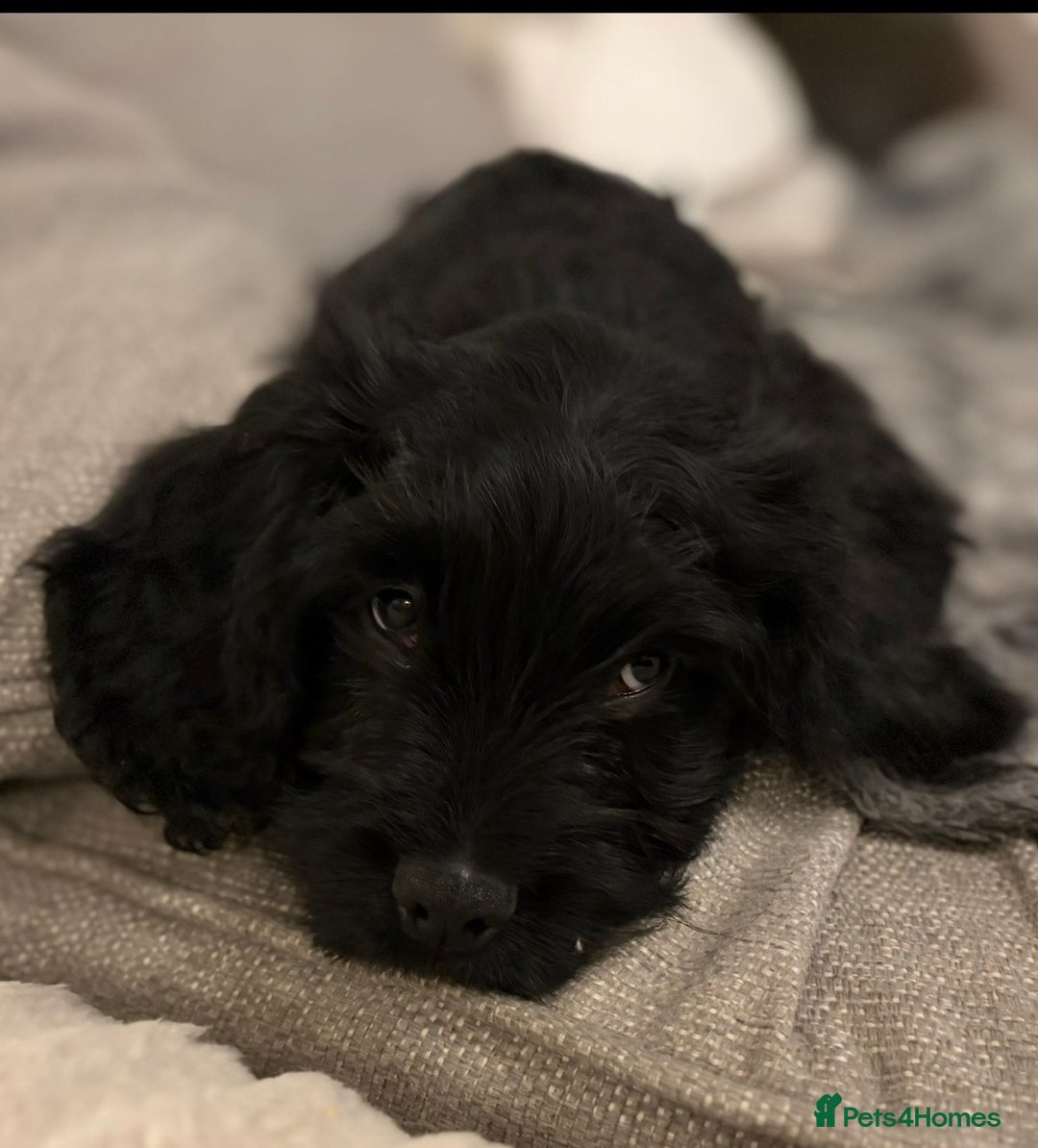 Cockapoo dogs for sale: Cockapoo X Coker spaniel  - Advert 1