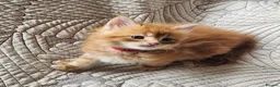 Maine Coon cats for sale: Maine Coon Litter of 5 now reserving - Advert 2