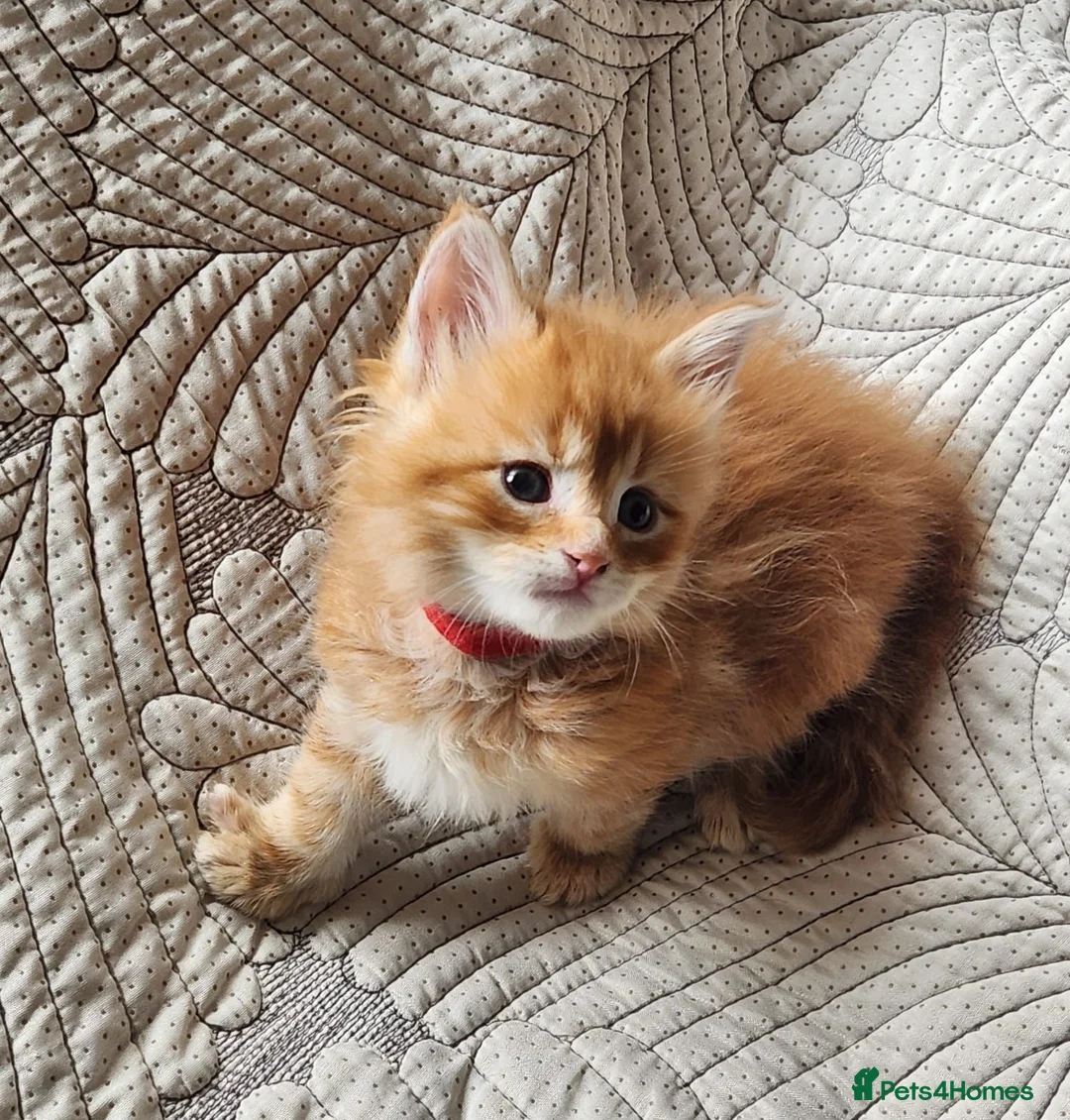 Maine Coon cats for sale: Maine Coon Litter of 5 now reserving - Advert 2