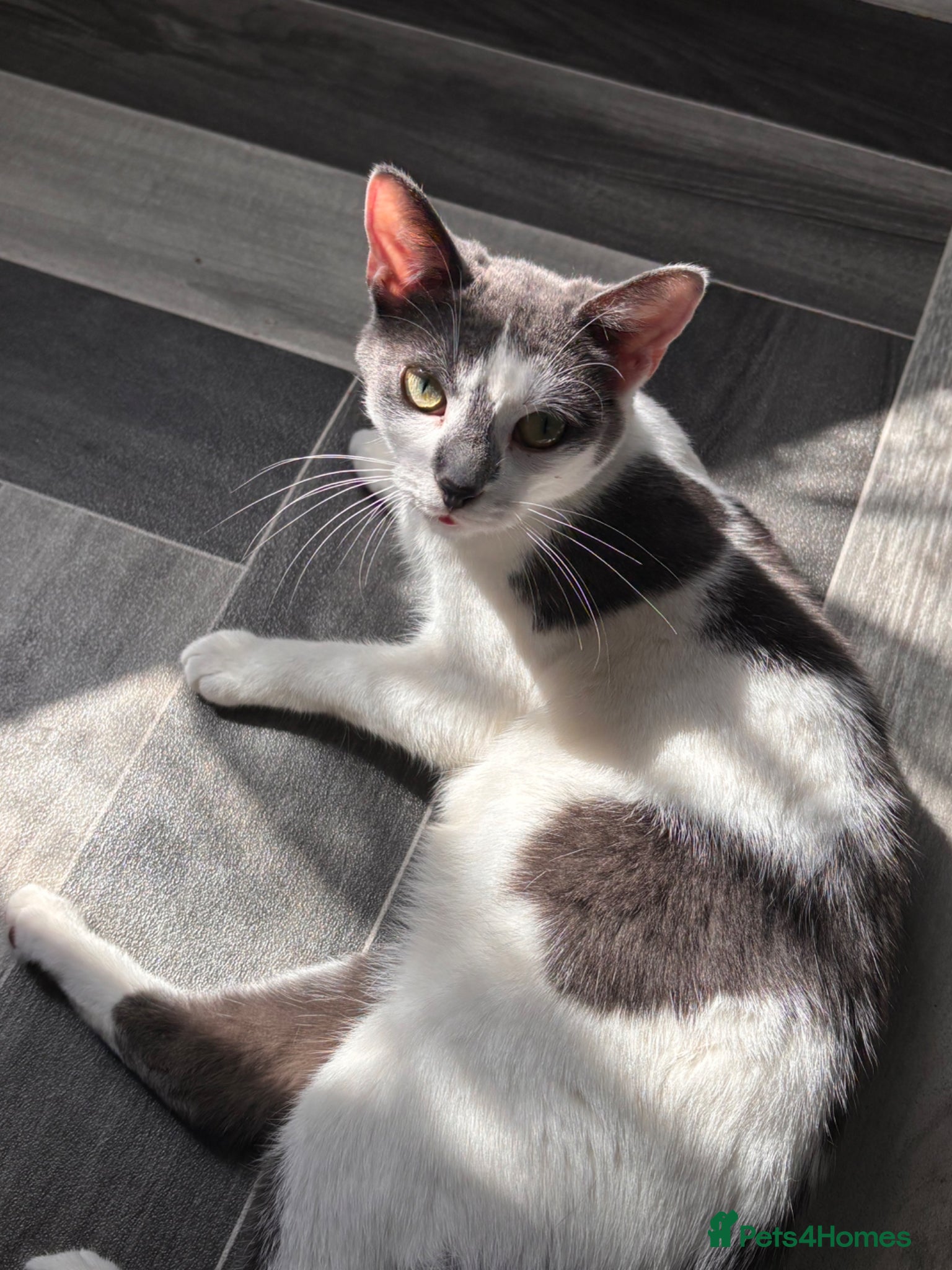 Mixed Breed cats  1 Blue Grey & tuxedo British Shorthair Mix - Advert 1