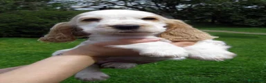 Cocker Spaniel 3