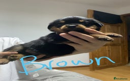 Rottweiler dogs for sale: Kc rottweiler puppies  - Image 13