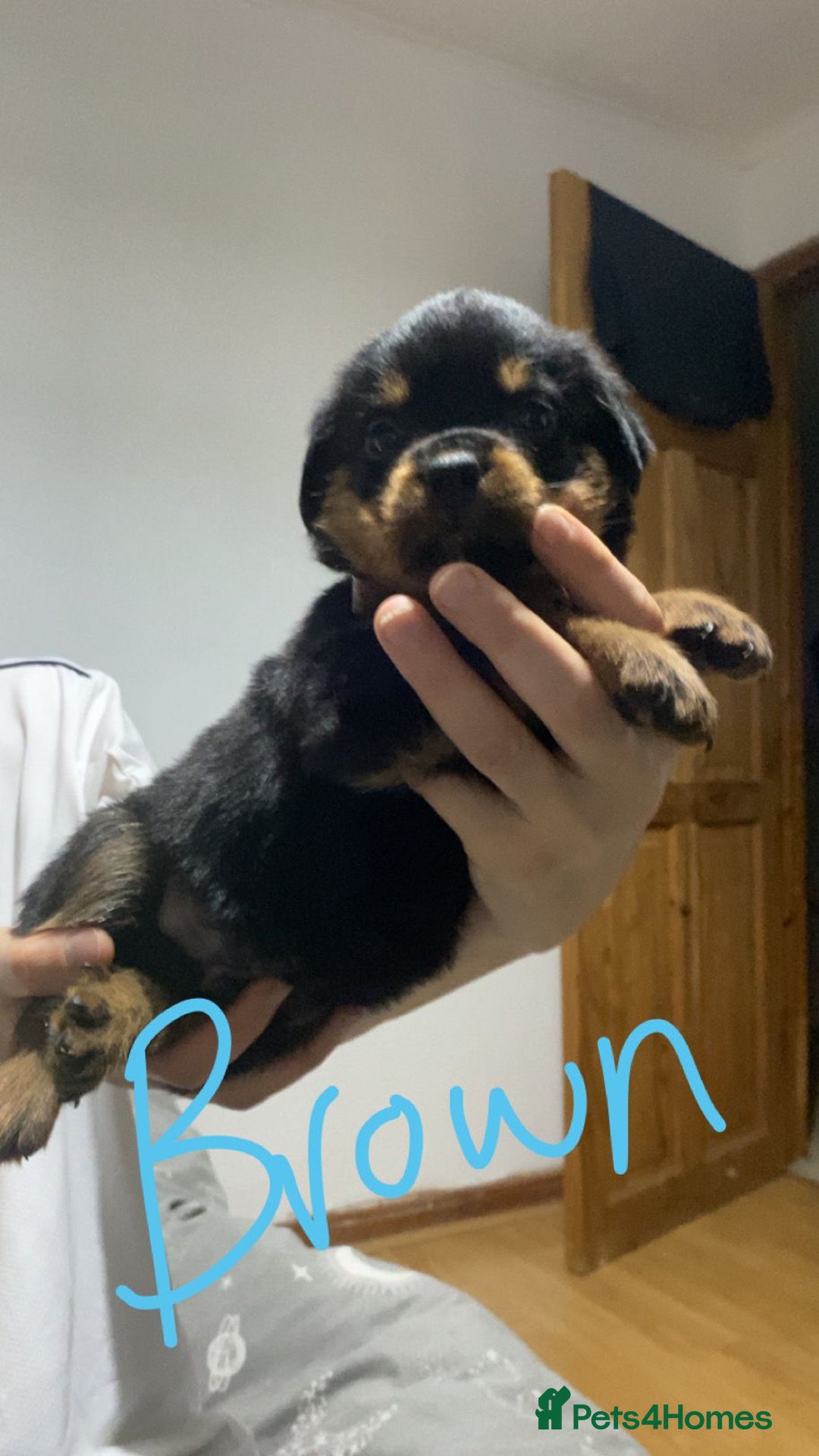 Rottweiler dogs for sale: Kc rottweiler puppies  - Image 13