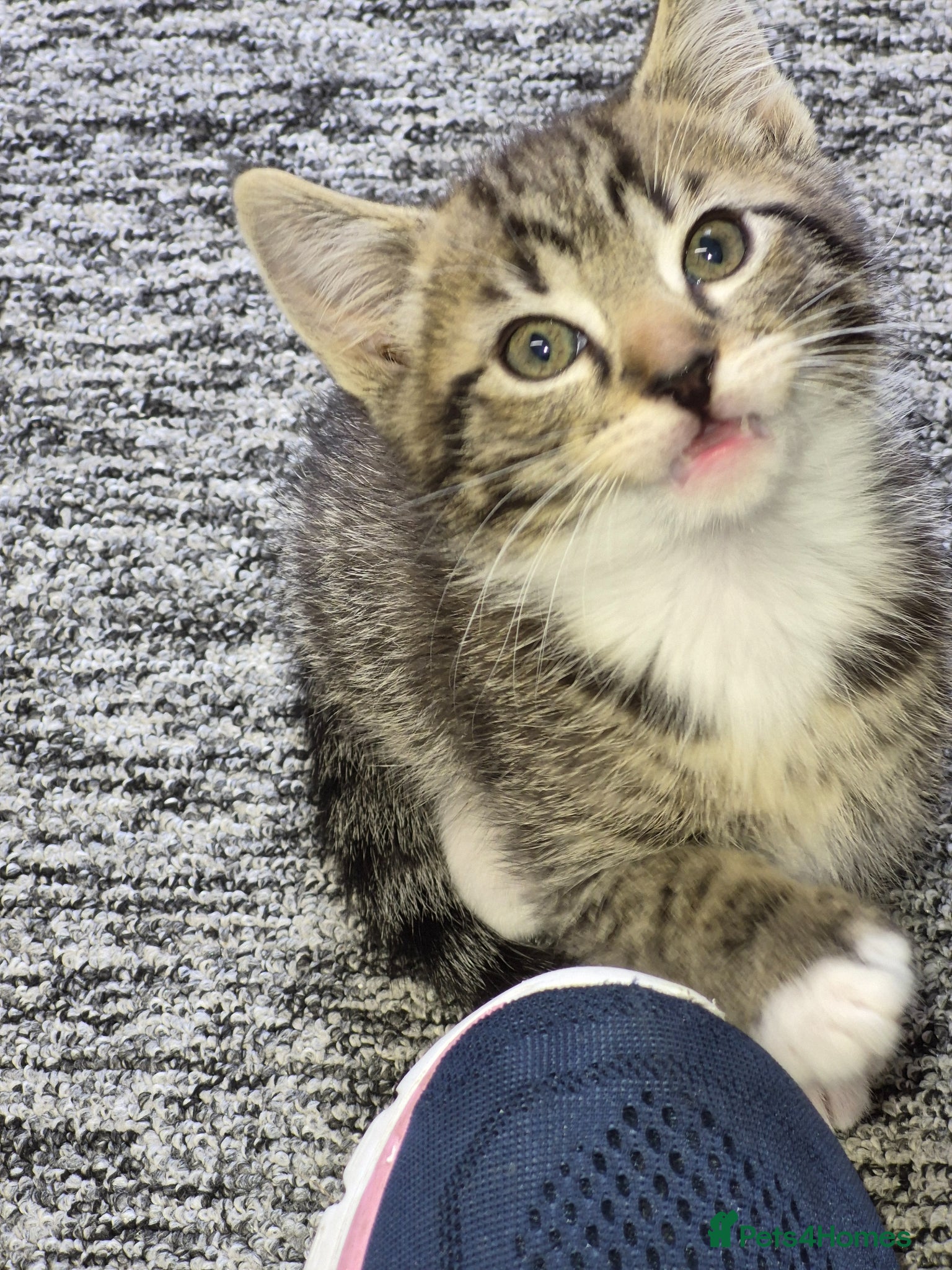 Mixed Breed cats Beautiful kittens - Advert 19