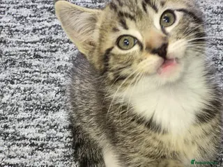 Mixed Breed cats Beautiful kittens - Advert 3