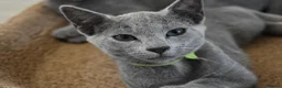 Russian Blue cats for sale: Beautiful Russian Blue Kittens – Ready Now in Amersham - Advert 7