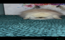 Mini Lion Lop rabbits for sale: Gorgeous fluffy mini lion lop baby bunnies - Image 3
