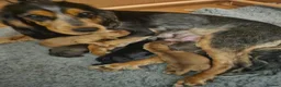 Cocker Spaniel dogs for sale: Show type Cocker Spaniels - Advert 10