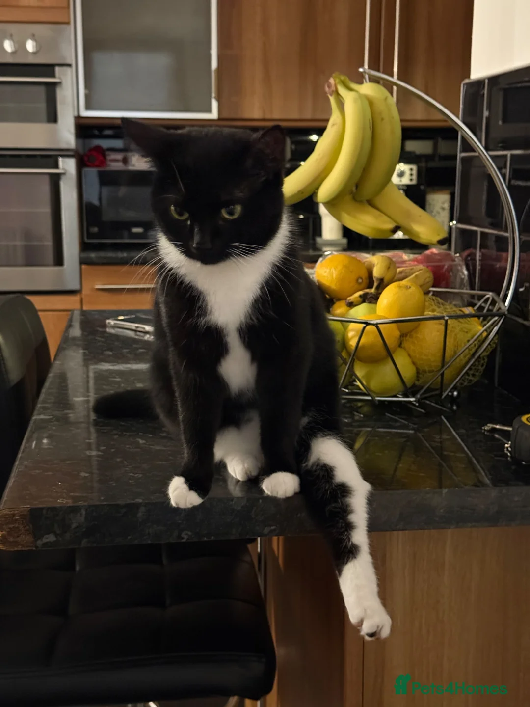 Mixed Breed cats for sale: Kittens for sale in Trimdon Station - Advert 15