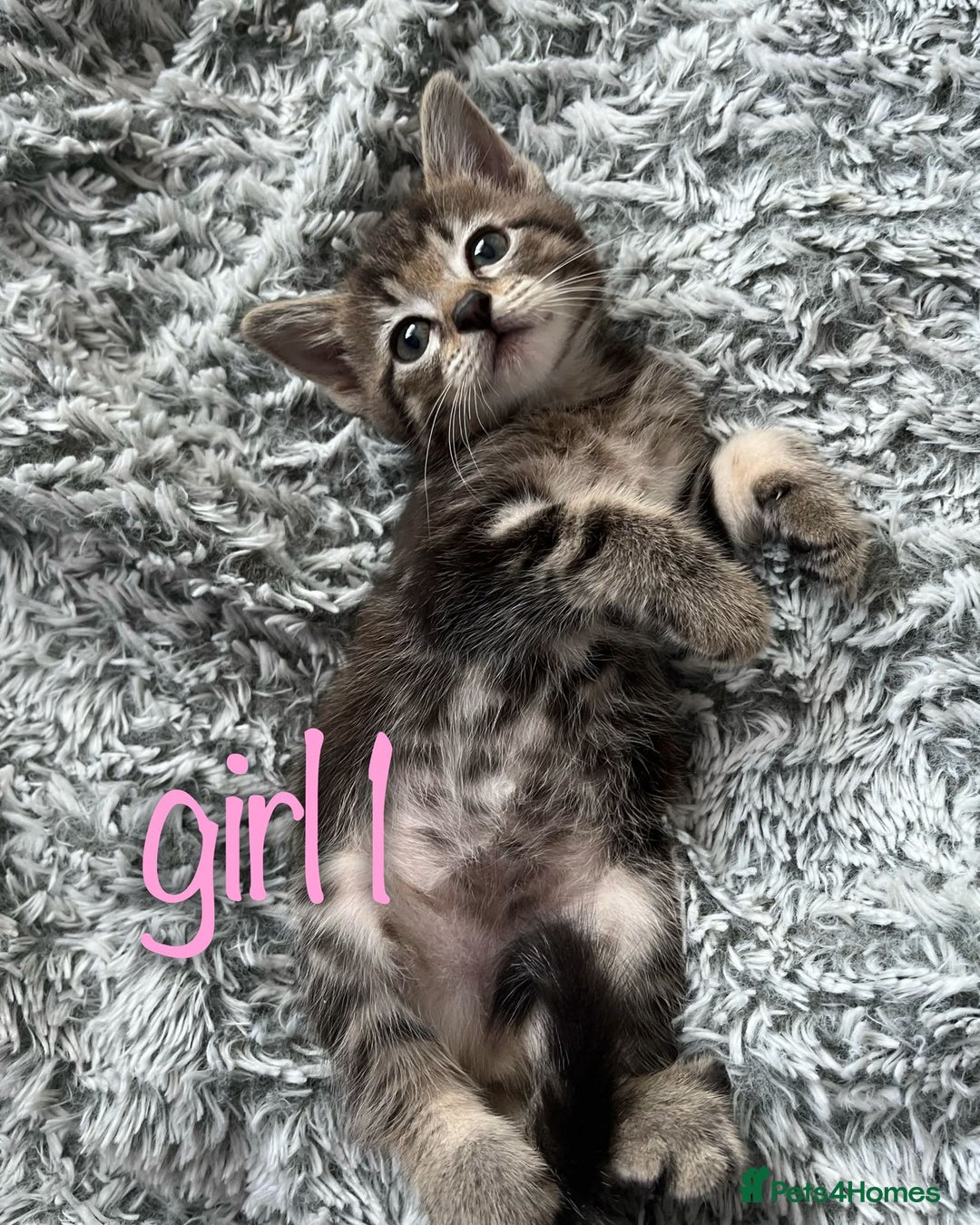 Maine Coon cats for sale: 3 gorgeous kittens for sale  - Image 7