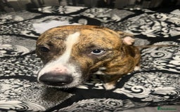 American Bull Staffy dogs for sale: American bull staffy  - Image 4