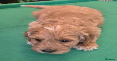 Cockapoo dogs - Advert 4