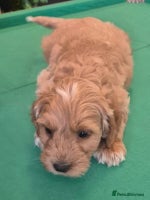 Cockapoo dogs - Advert 4