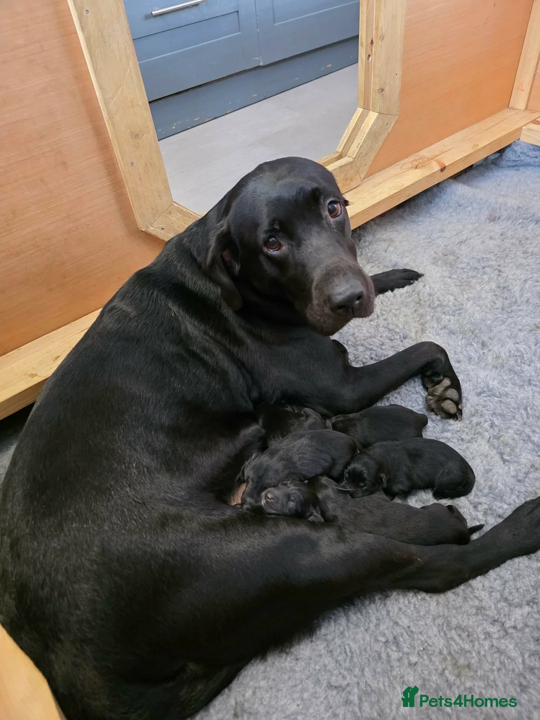 Labrador Retriever dogs for sale: Stunning KC Labrador Puppies With Mam&Dad at Home - Advert 2