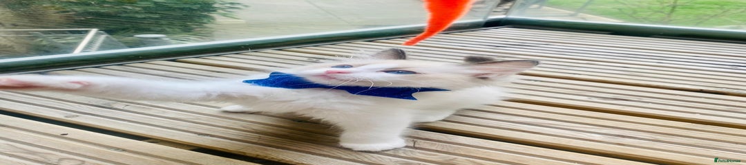 Ragdoll Kitten 1