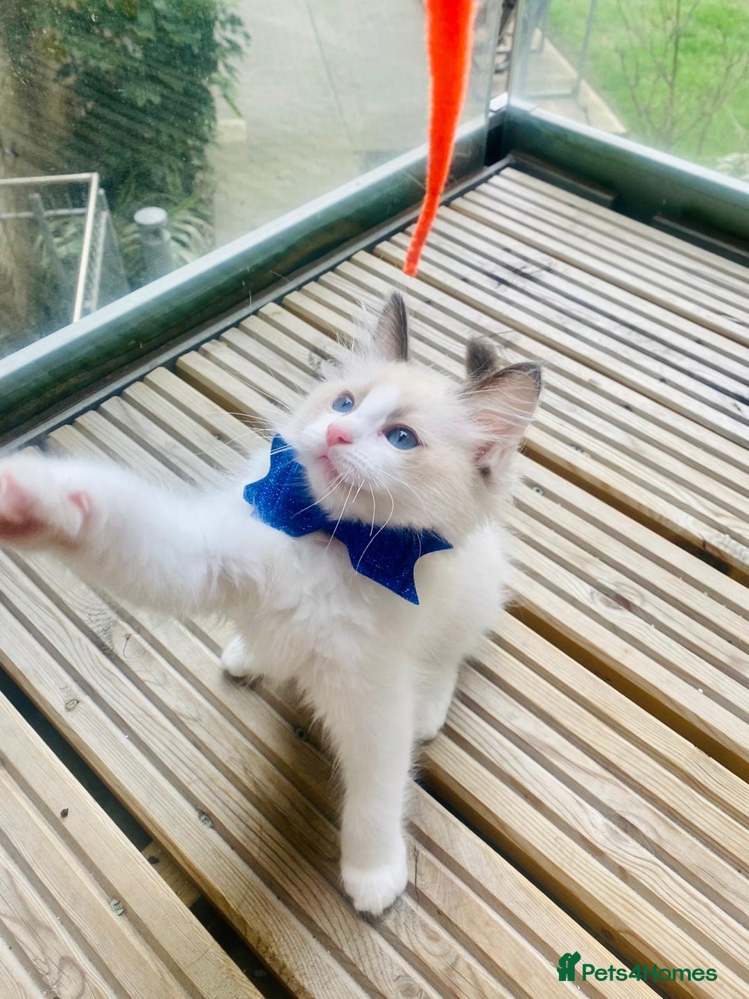 Ragdoll cats for sale: Pure Stunning Ragdoll Kittens - Image 1