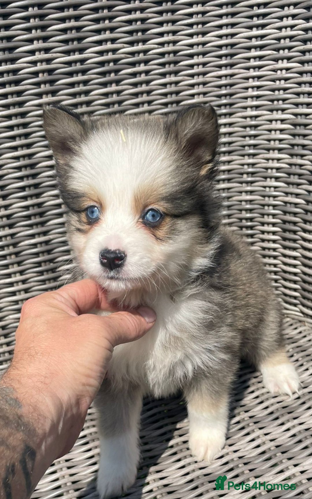 Pomsky dogs for sale: Ready - Blue eyed pomsky’s  - Image 9