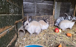 Rex rabbits for sale: 6 Mini rex 7 weeks old - Image 3