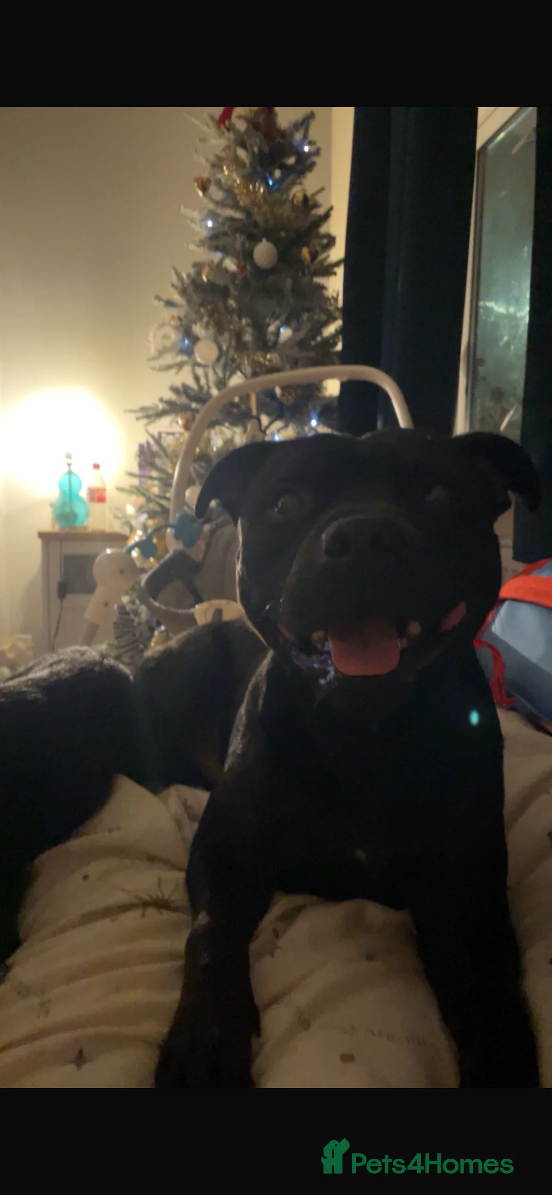 Staffordshire Bull Terrier dogs for sale: Enzo Male Staffy - Advert 2