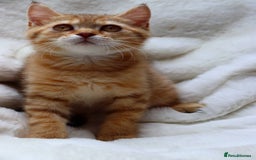 Scottish Fold cats for sale: Ready TICA reg stunning kittens available  - Image 15