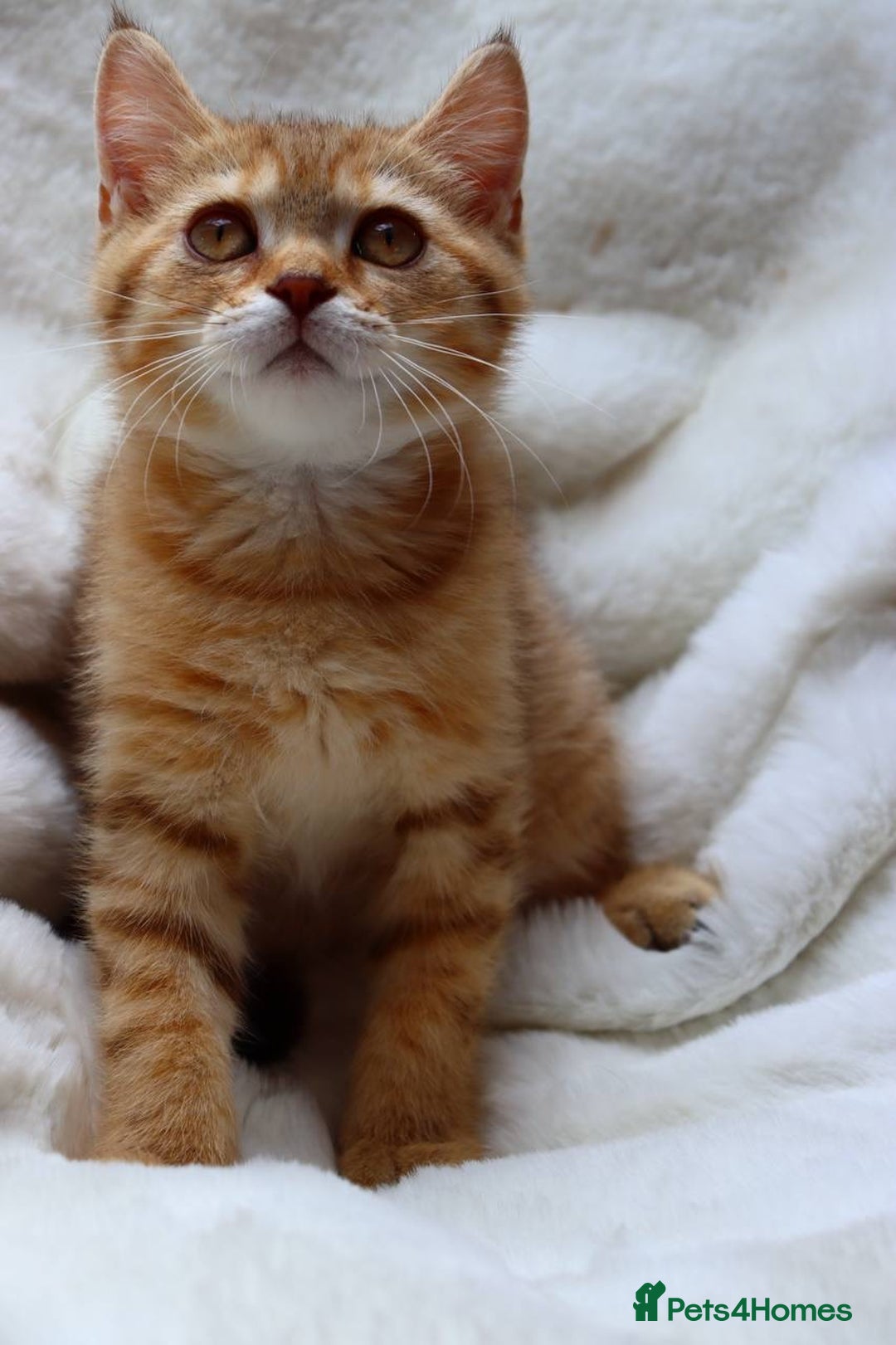 Scottish Fold cats for sale: Ready TICA reg stunning kittens available  - Image 15