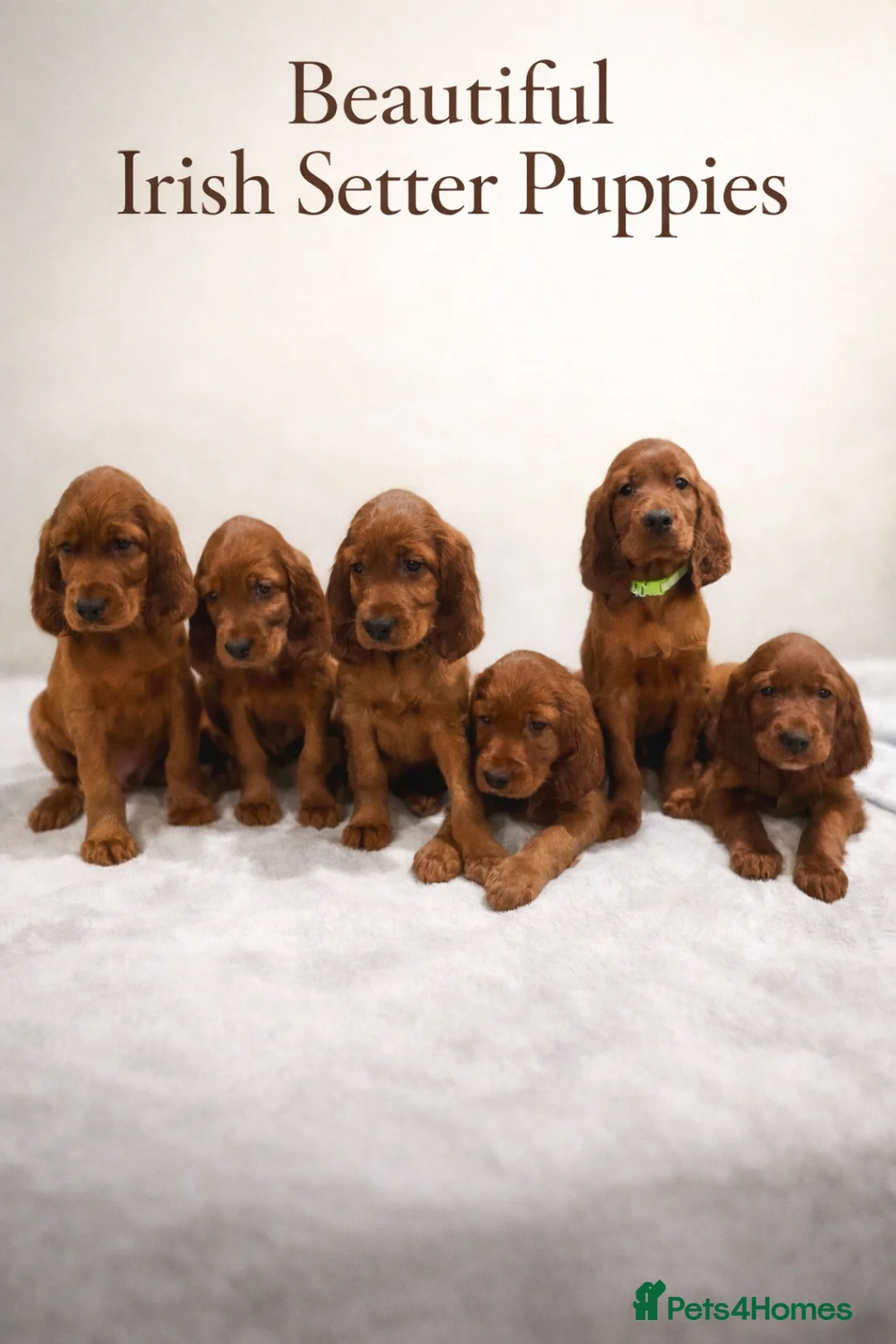 Irish Setter dogs for sale: KC Registered Irish Setter Puppies in Trowbridge - Advert 1