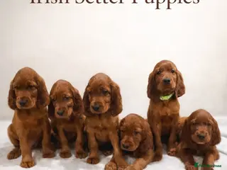 Irish Setter dogs KC Registered Irish Setter Puppies - Advert 5