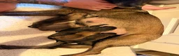 Belgian Shepherd Dog dogs for sale: Belgium Shepard x Dutch Shepard  in Aberdare - Advert 2