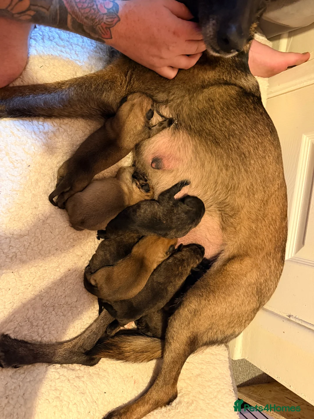 Belgian Shepherd Dog dogs for sale: Belgium Shepard x Dutch Shepard  in Aberdare - Advert 2