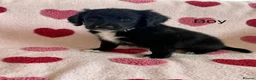 Sheepadoodle dogs for sale: Stunning Sheepadoodle puppies  - Advert 10