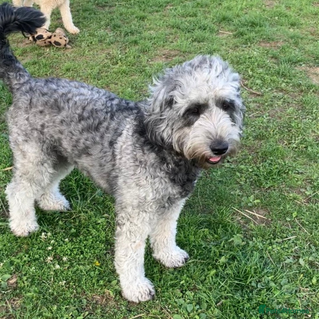 Australian Labradoodle dogs for sale: Australian labradoodles from Annetteslabradoodles  - Advert 7