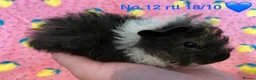 Guinea Pig rodents for sale: Gorgeous baby Guinea pigs - Advert 12