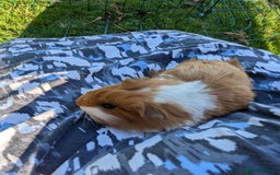 Guinea Pig rodents for sale: Baby guinea pigs - Image 8