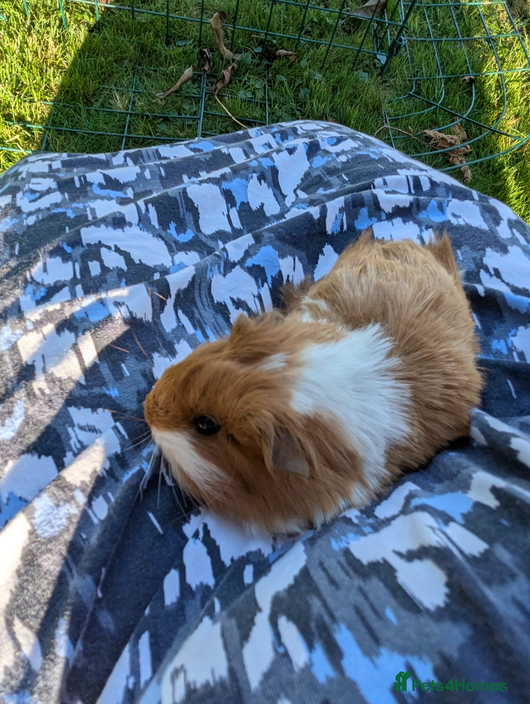 Guinea Pig rodents for sale: Baby guinea pigs - Image 8