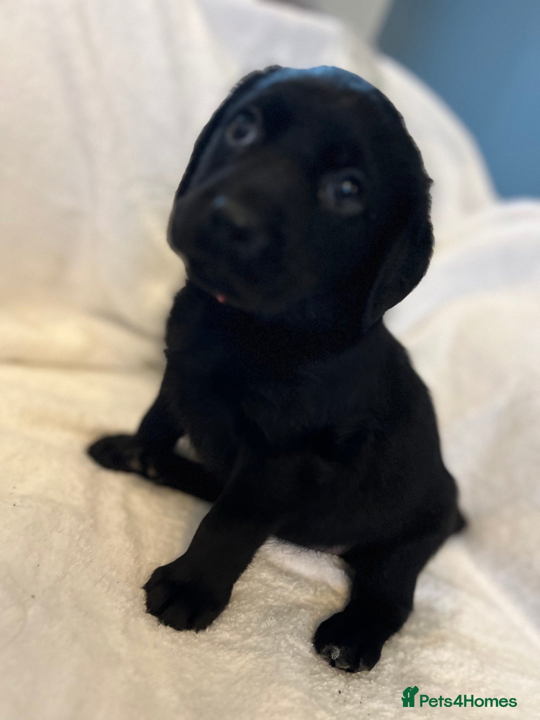 Labrador Retriever dogs for sale: Beautiful labs available  - Advert 17