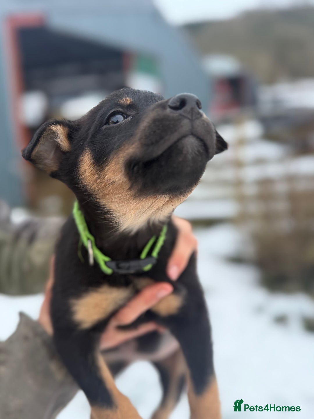 Mixed Breed dogs for sale: kelpie/blue heelers - Advert 39