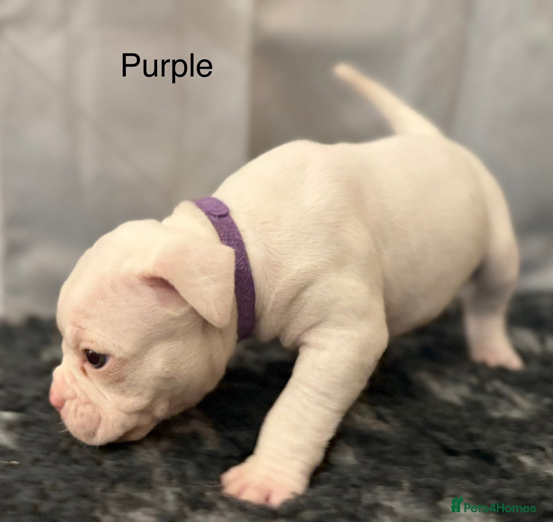 Olde English Bulldogge dogs for sale: 9 Olde English Bulldogge NEBBR registered puppies - Advert 19