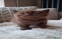 British Shorthair cats for sale: TOP QUALITY CHAMPION🏆 BRITISH SHORTHAIR KITTENS in Swadlincote - Image 15