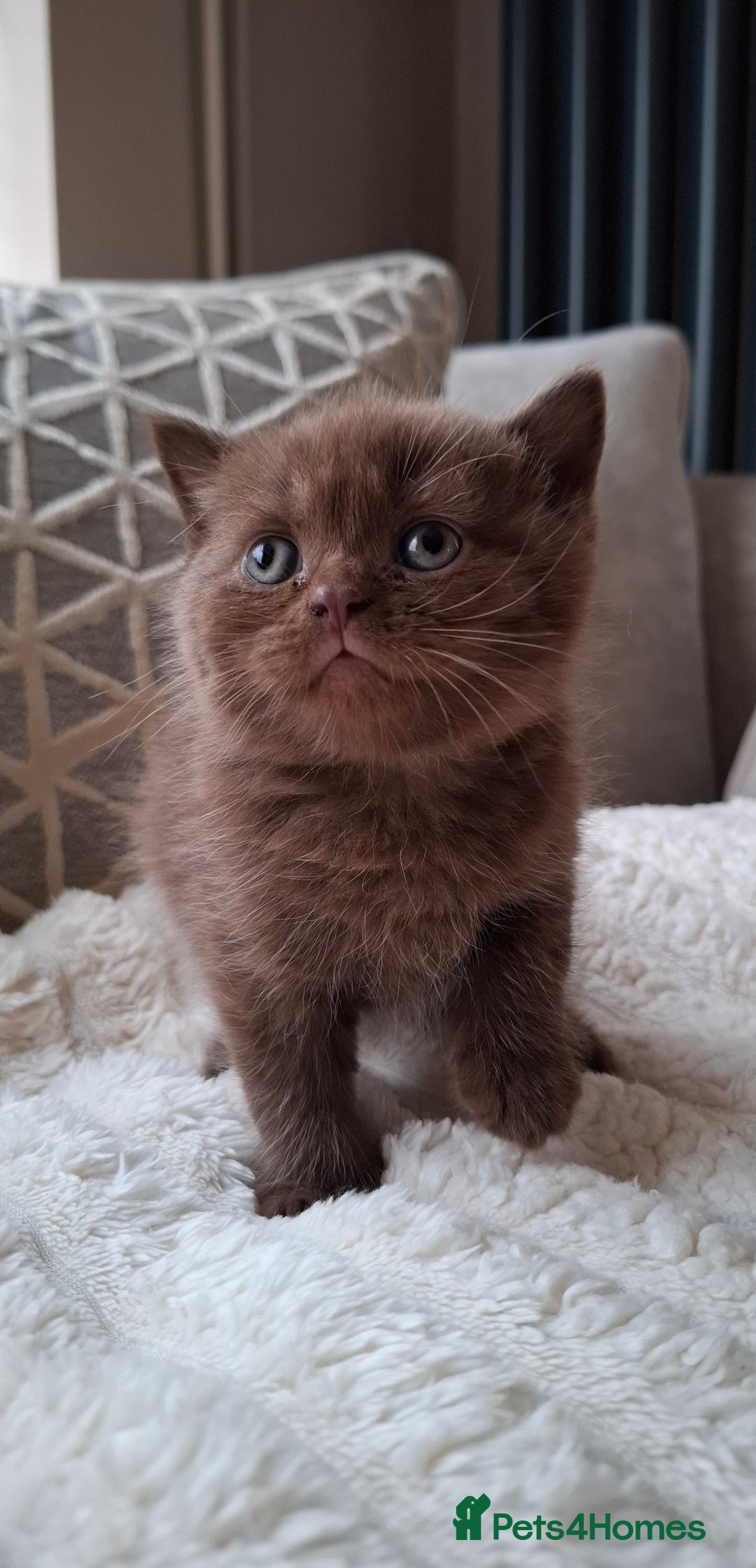 British Shorthair cats for sale: TOP QUALITY CHAMPION🏆 BRITISH SHORTHAIR KITTENS in Swadlincote - Image 15