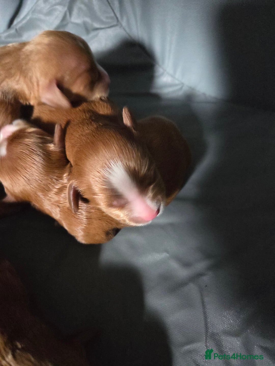 Cavapoo dogs for sale: Adorable cavapoo puppies - Image 9