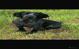 Cocker Spaniel dogs for sale: Working cocker spaniel  - Image 9