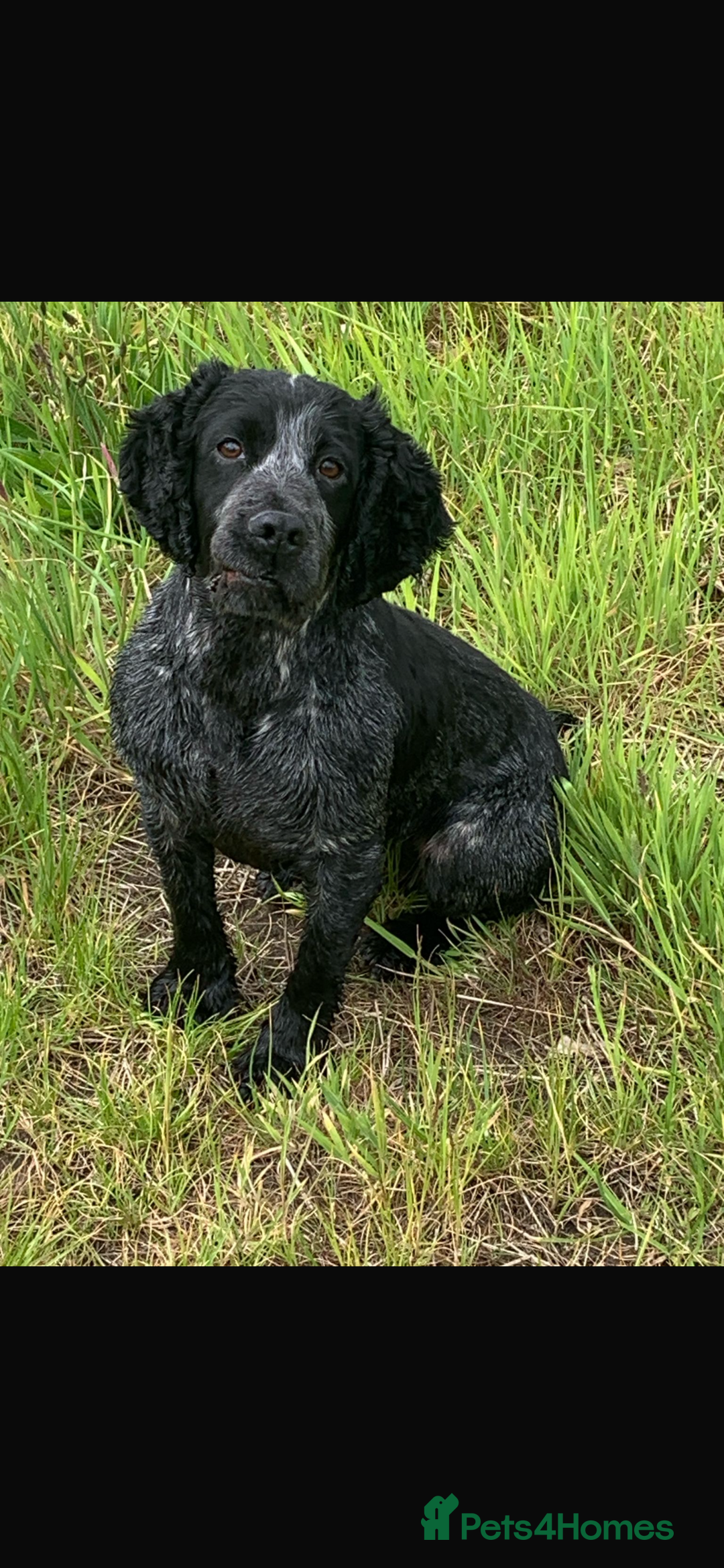 Cocker Spaniel dogs for sale: Working cocker spaniel  - Image 9