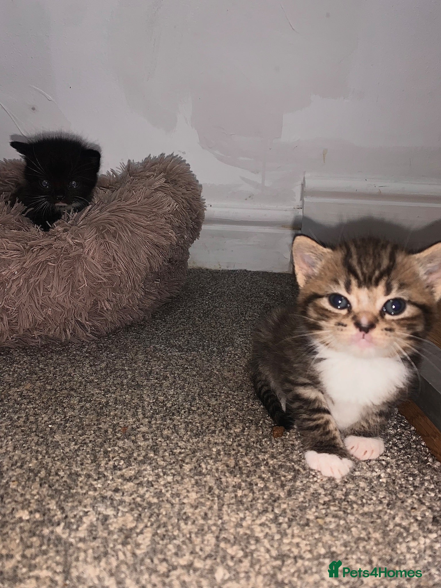 British Shorthair cats British Shorthair Mix Kittens for Reserving - Advert 12