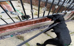 Mixed Breed dogs for sale: 1 year old GSP X Lab  - Image 1
