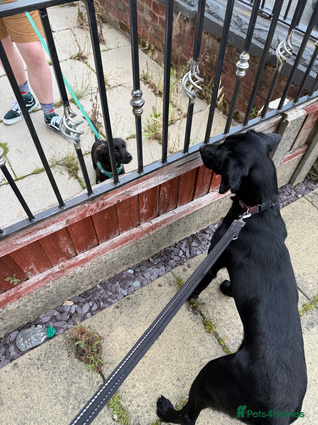 Mixed Breed dogs for sale: 1 year old GSP X Lab  - Image 1
