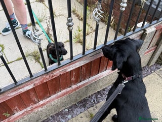 Mixed Breed dogs - Advert 3