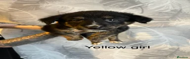 yellow girl