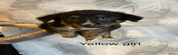 Mixed Breed dogs for sale: Border collie x golden retriever/Japanese akita in Chesterfield - Advert 17