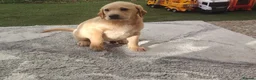 Labrador Retriever dogs for sale: Labrador puppies for sale - Advert 6