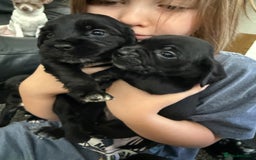 Mixed Breed dogs for sale: Mix breed pups - Image 5